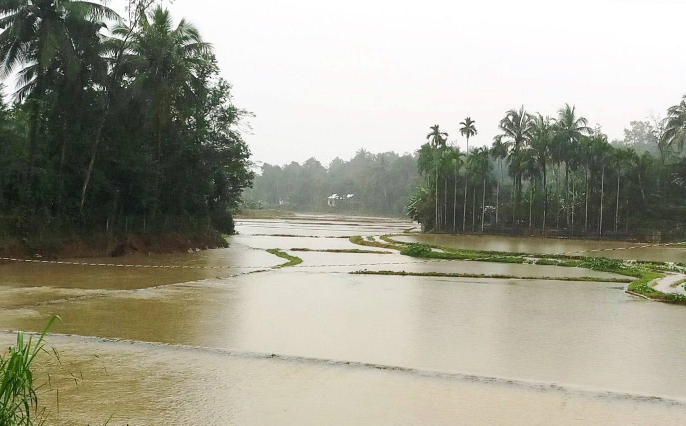 Gần 1.000 ha lúa vụ đông xuân vừa mới gieo sạ trên địa bàn huyện Tiên Phước bị ngập nước, cuốn trôi. Ảnh: NGUYỄN HƯNG