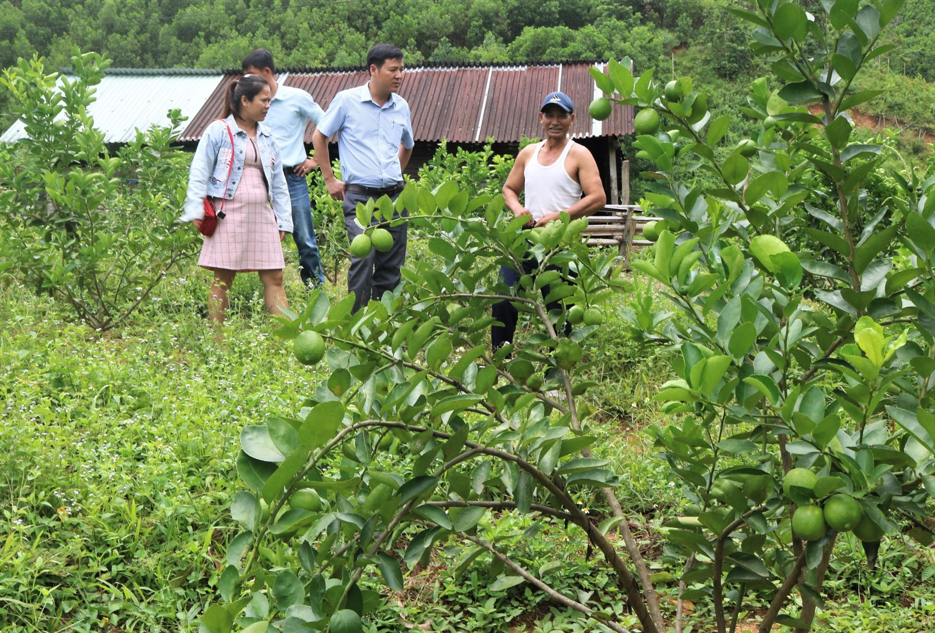 Mô hình trồng cây chanh không hạt ở xã Phước Chánh (Phước Sơn) đang cho kết quả khả quan. Ảnh: ALĂNG NGƯỚC