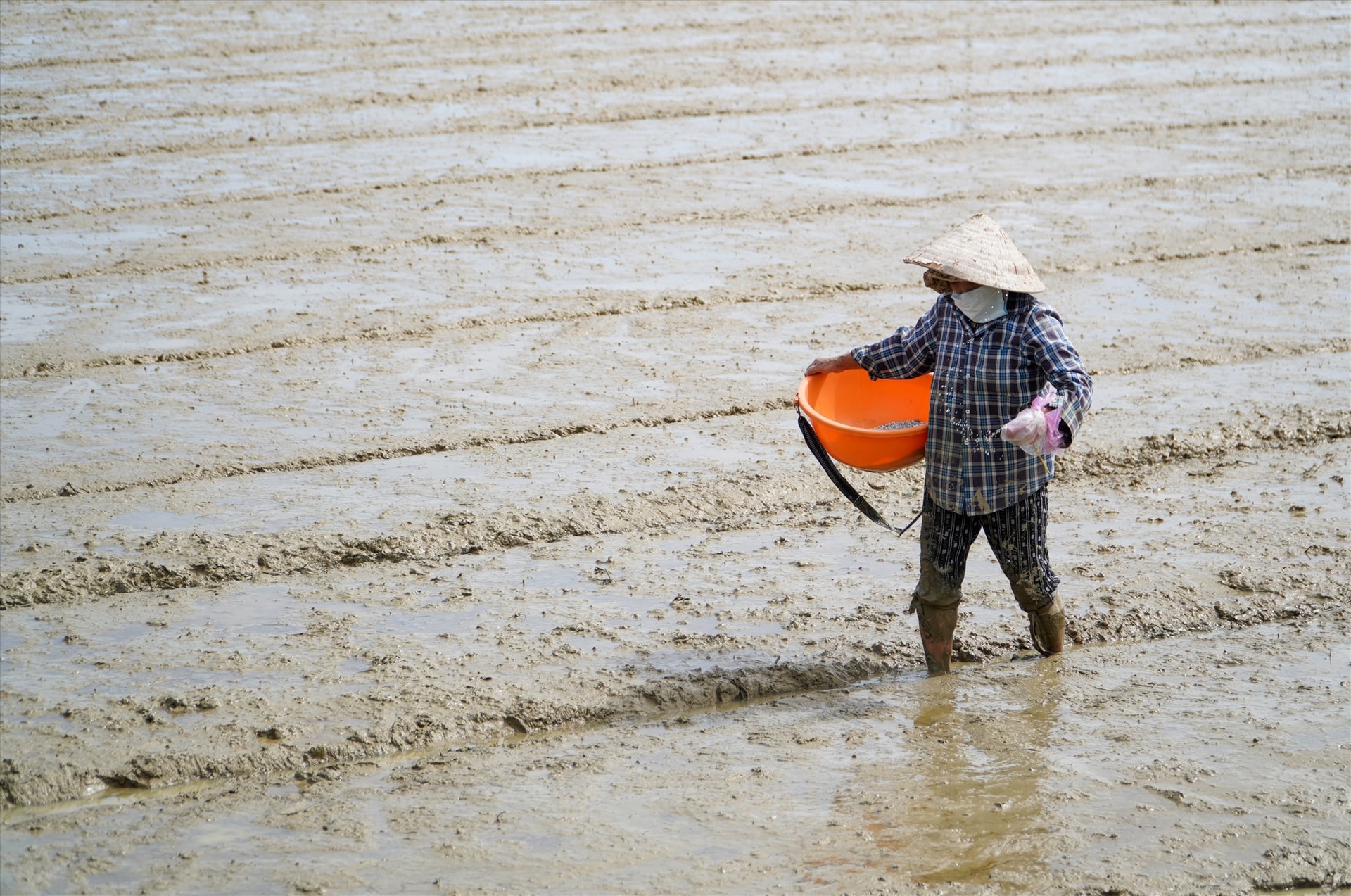 Bón phân, tăng năng suất cây lúa. Ảnh: H.Q