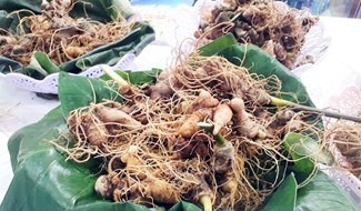 A root of Ngoc Linh ginseng