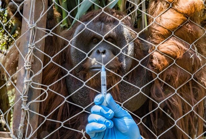  Đười ươi Borneo được tiêm vaccine phòng Covid-19 tại Vườn thú Buin ở Chile ngày 28-12-2021. Ảnh: AFP/ TTXVN