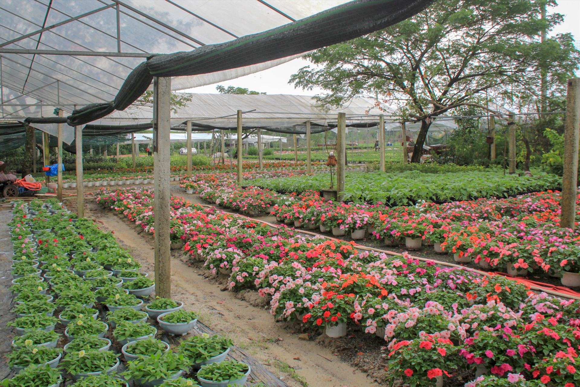 Vườn hoa với đa dạng chủng loại chuẩn bị cung ứng ra thị trường. Ảnh: L.L