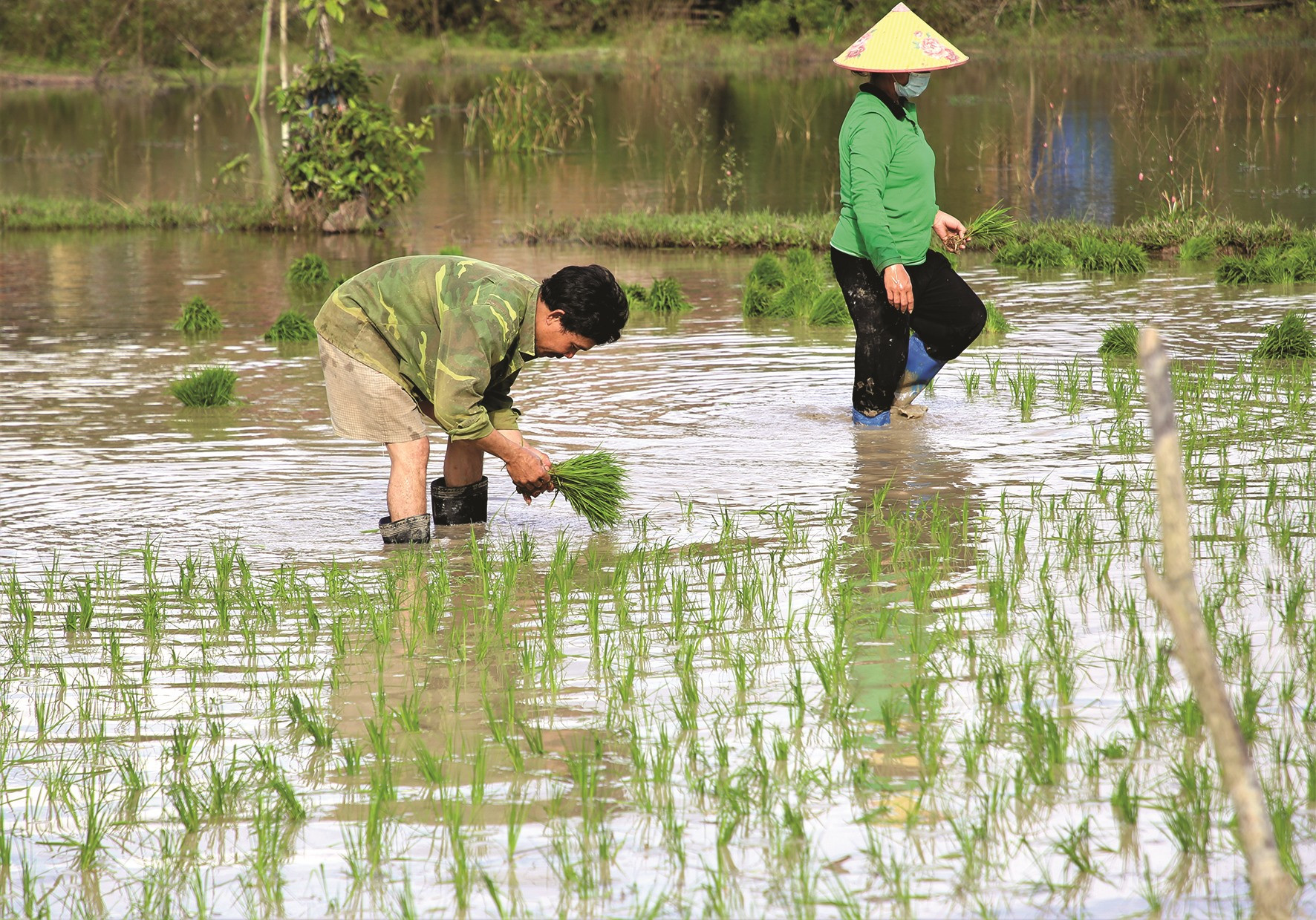 Sau các đợt mưa, nước về đồng khá nhiều, nông dân tranh thủ gieo cấy sớm.