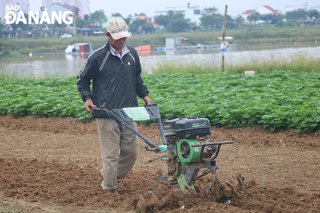 Nông dân khẩn trương khôi phục sản xuất rau phục vụ nhu cầu của người dân vào dịp cuối năm.