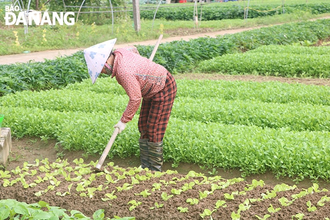 Các loại rau, củ, quả chủ yếu được trồng gồm: rau cải các loại, xà lách, đậu cove, rau gia vị, mướp... Ảnh: MAI QUẾ