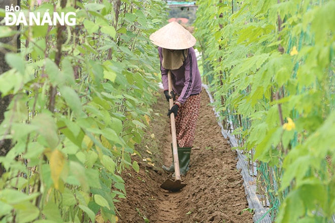 Một nông dân tại vùng rau an toàn Túy Loan đang xới đất cho luống đậu cove phát triển. Ảnh: MAI QUẾ