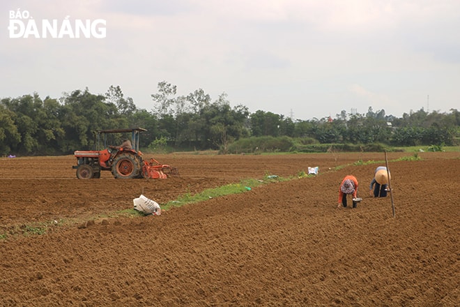 Nhiều nông dân cày xới đất để gieo đậu phộng vụ đông xuân tại vùng sản xuất rau an toàn Túy Loan. Ảnh: VĂN HOÀNG