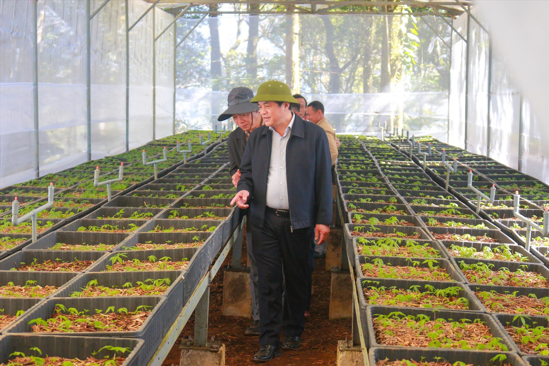 Quang Nam leaders visit a garden of Ngoc Linh ginseng seedlings