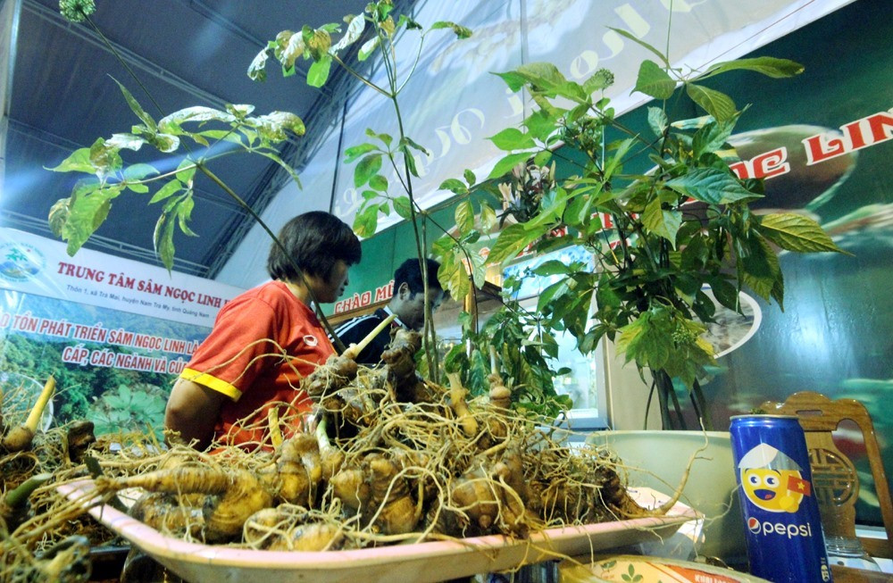 Ngoc Linh ginseng fair in Nam Tra My district, Quang Nam province