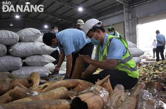 Hải quan khám xét lô hàng nhập khẩu, nghi ngờ là sừng tê giác và xương động vật hoang dã. Ảnh: M.QUẾ