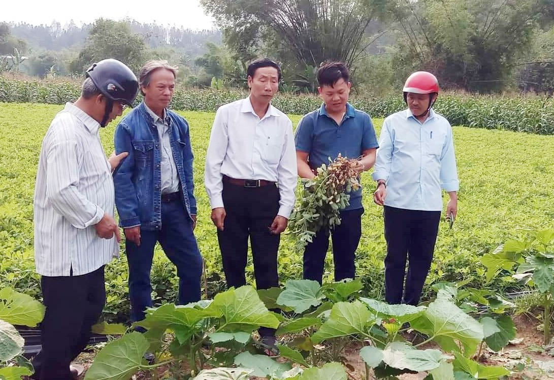Hội nông dân thị trấn Trà My đi kiểm tra thực tế tại các cánh đồng trồng đậu phộng.