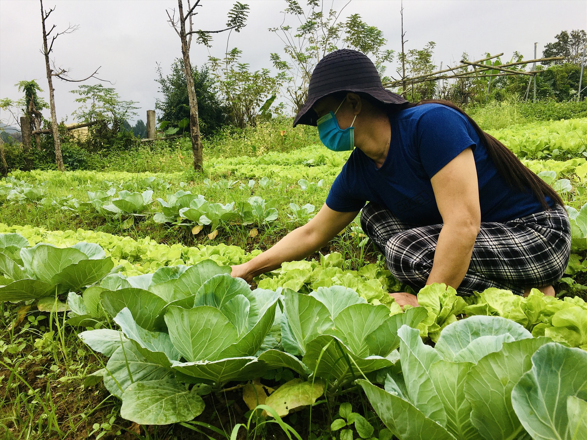 Bà Trần Thị Sanh (thôn Đại Bình, Quế Trung, Nông Sơn) chăm sóc vườn rau để bán trong dịp tết. Ảnh: LÊ THÔNG