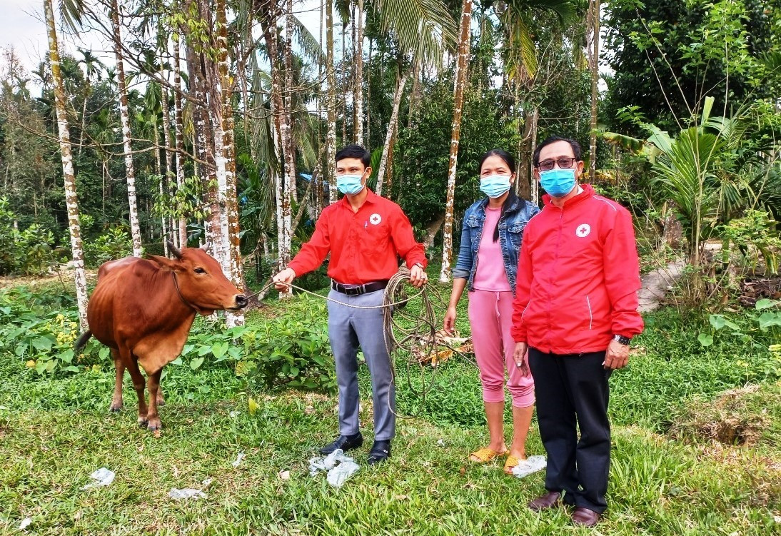 Hỗ trợ sinh kế bò giống cho gia đình bà Phạm Thị Diệp (thôn 3), xã Tiên Lãnh, huyện Tiên Phước. Ảnh: NGUYỄN HƯNG