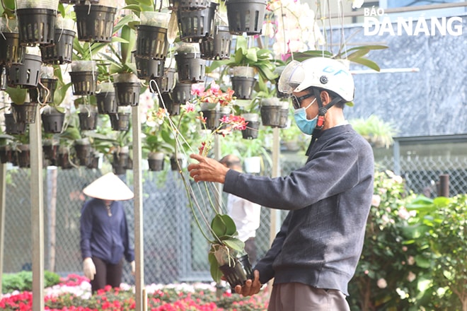 Theo khảo sát, hoa địa lan có giá 450.000 – 500.000 đồng/chậu, lan treo khoảng 180.000 – 200.000 dồng/giỏ.
