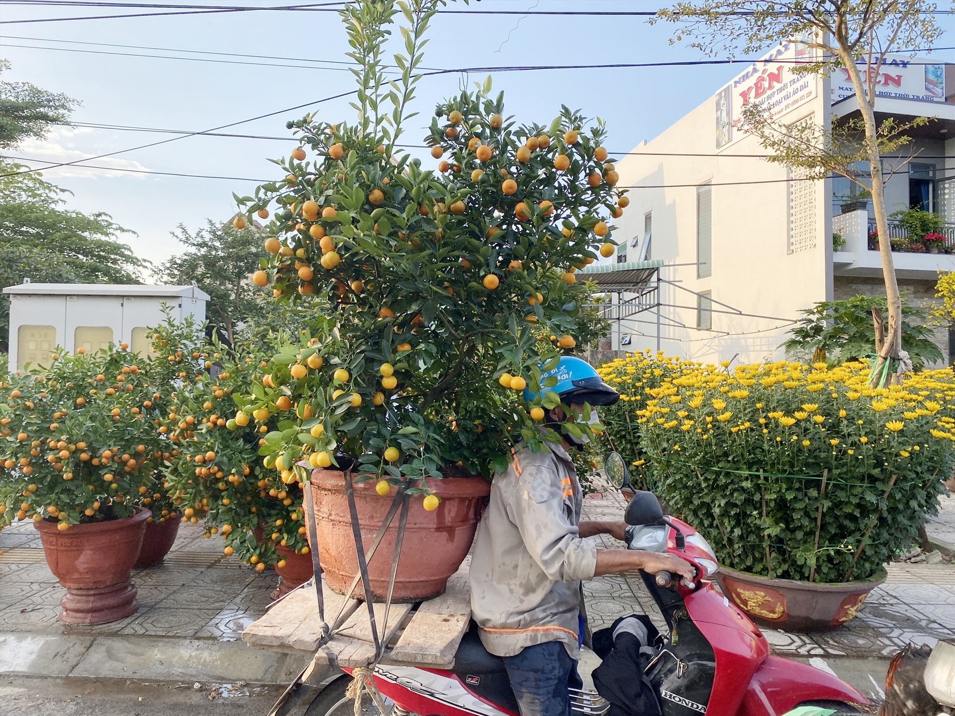 “Tôi thì dùng xe máy, ở phía sau có tấm ván và cột dây để cố định chắc chắn cây cho khách khi vận chuyển. Giá thì thường tuỳ kích thước cây và quảng đường, dưới 5km thì 50 nghìn đồng, xa hơn sẽ giao động từ 150 – 200 nghìn đồng. Trung bình mỗi ngày tôi nhận được 8-9 chuyến vận chuyển, từ đó mang lại một nguồn thu nhập đáng kể” – ông Vinh chia sẻ.