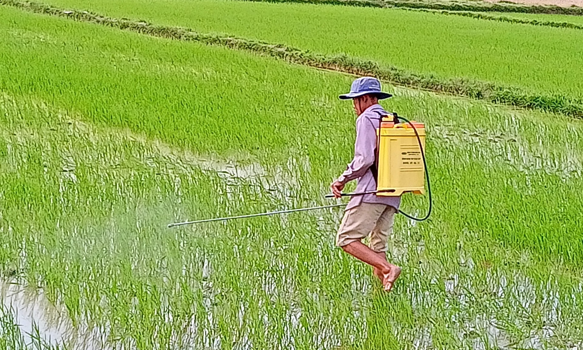 Ra đồng chăm bón lúa đông xuân. Ảnh: VĂN PHIN