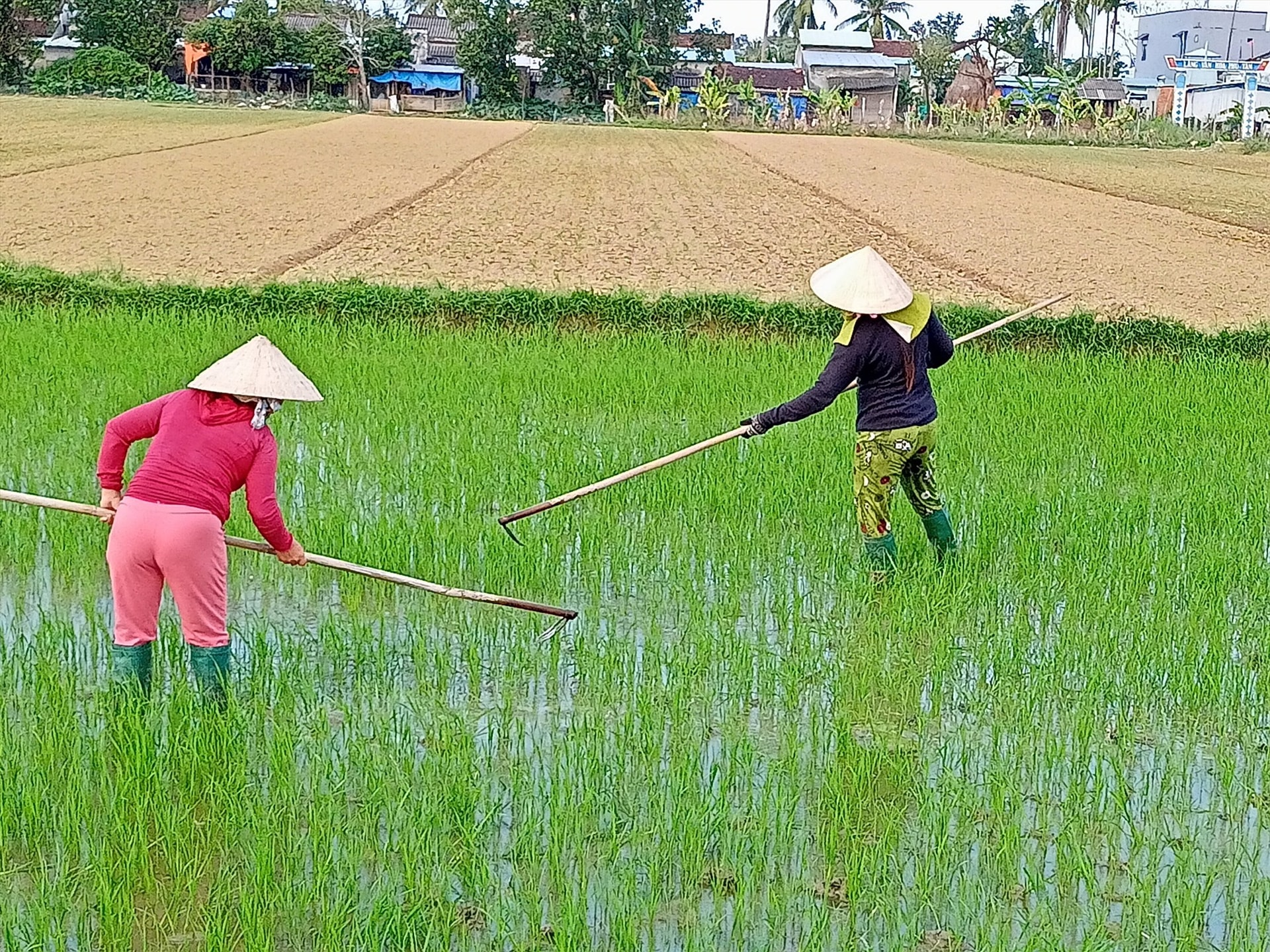 Nông dân Núi Thành chăm bón lúa đông xuân. Ảnh: VĂN PHIN