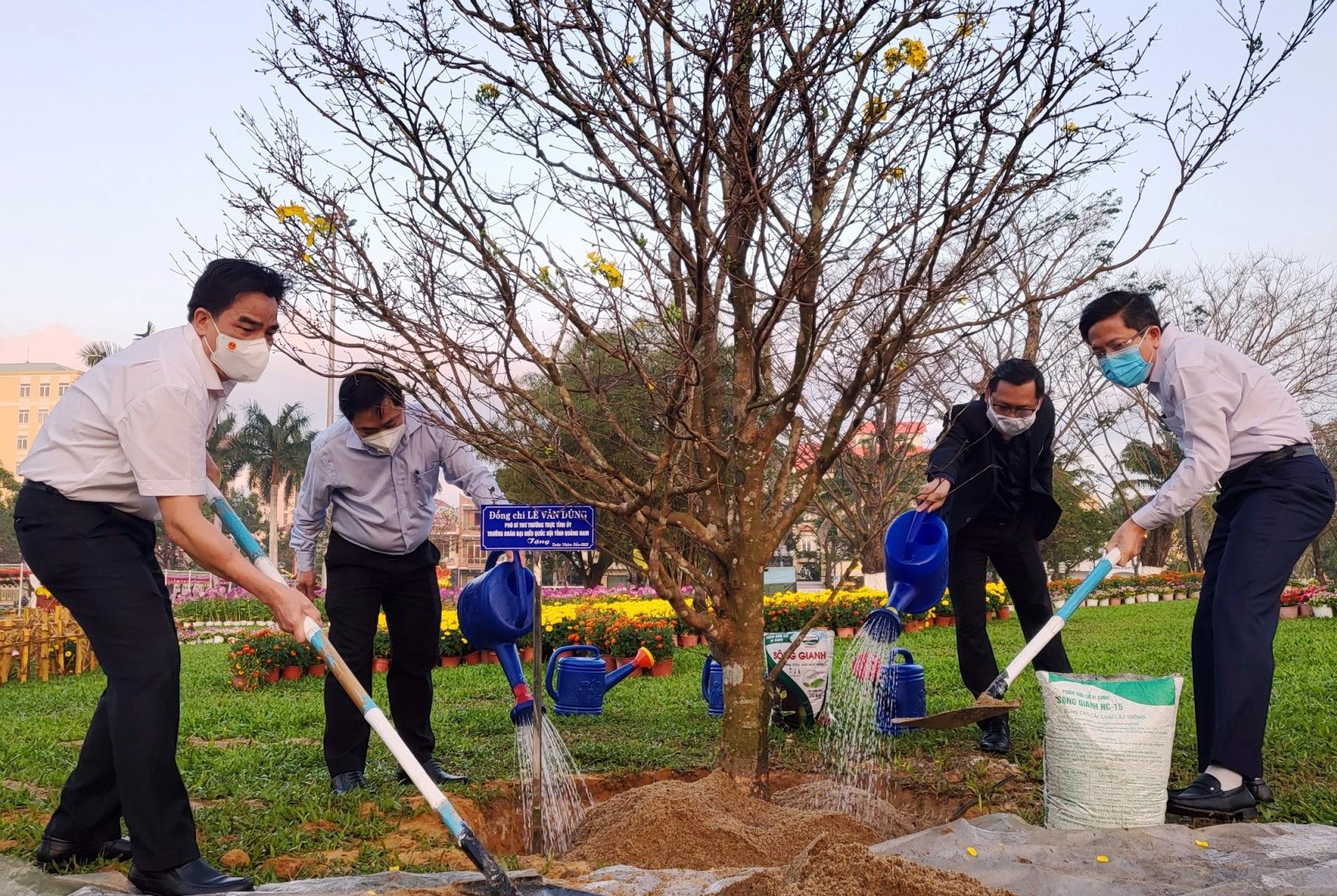 Lãnh đạo tỉnh và TP.Tam Kỳ trồng cây mai tại Quảng trường 24/3. Ảnh: Q.S