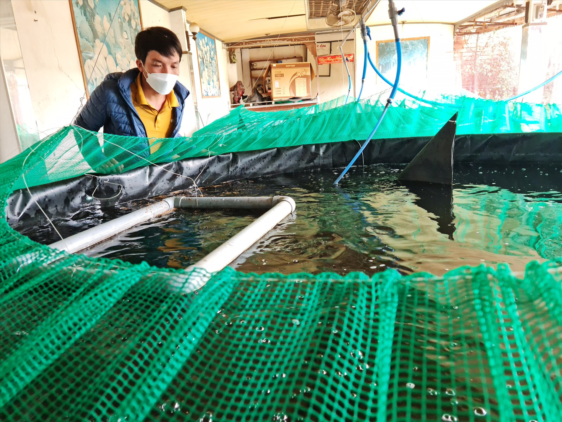 Mô hình nuôi cá trong bể lót bạt lọc nước tuần hoàn ở Đại Hiệp, Đại Lộc. Ảnh: H.LIÊN