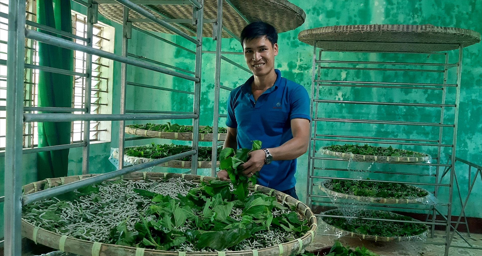 Mô hình trồng dâu - nuôi tằm thương phẩm theo chuỗi giá trị sản phẩm ở xã Duy Châu (Duy Xuyên) mang lại hiệu quả kinh tế cao. Ảnh: Văn Sự