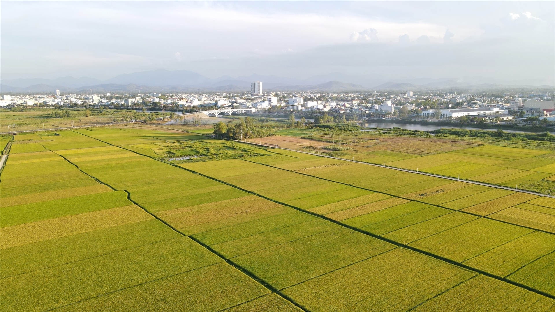 Cánh đồng Nhong mùa lúa chín nhìn trên cao về hướng nội thị Tam Kỳ. Ảnh: Ngân Thành