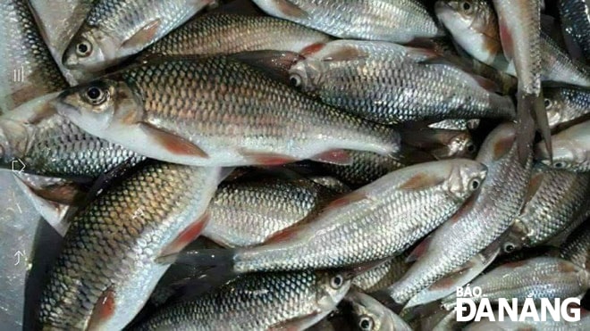 Cá niên được đánh bắt trên sông Vu Gia - Thu Bồn, đoạn chảy qua huyện Hiệp Đức, tỉnh Quảng Nam. Ảnh: GIA MINH