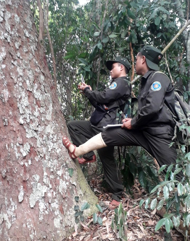 Trạm Quản lý bảo vệ rừng số 4 thực hiện công tác kiểm đếm lim. Ảnh: H.Q