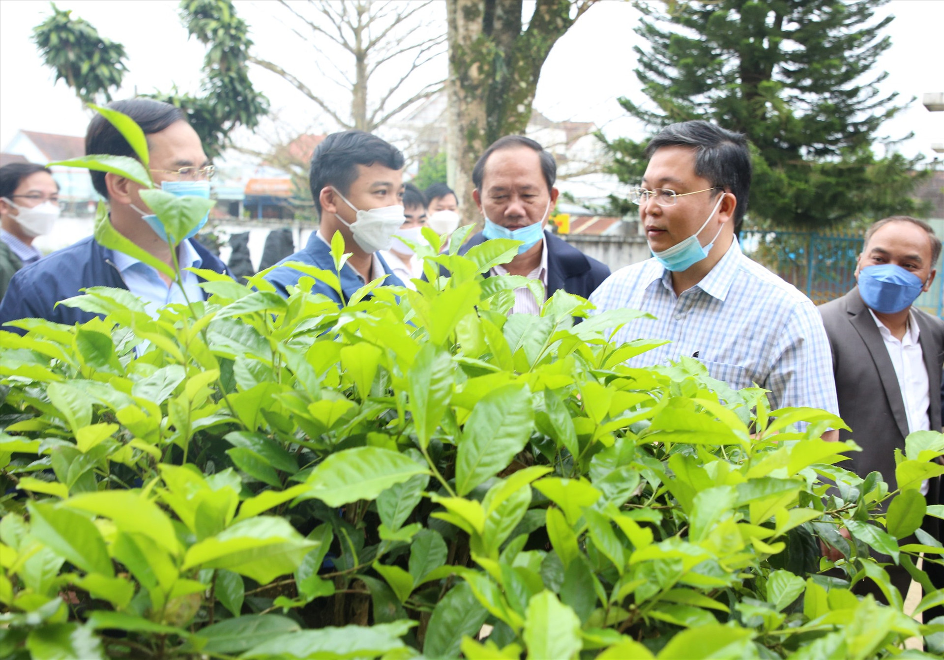 Chủ tịch UBND tỉnh và đoàn công tác tham quan cây chè độc đáo tại Công ty CP Nông lâm nghiệp Quyết Thắng Quảng Nam. Ảnh: A.N