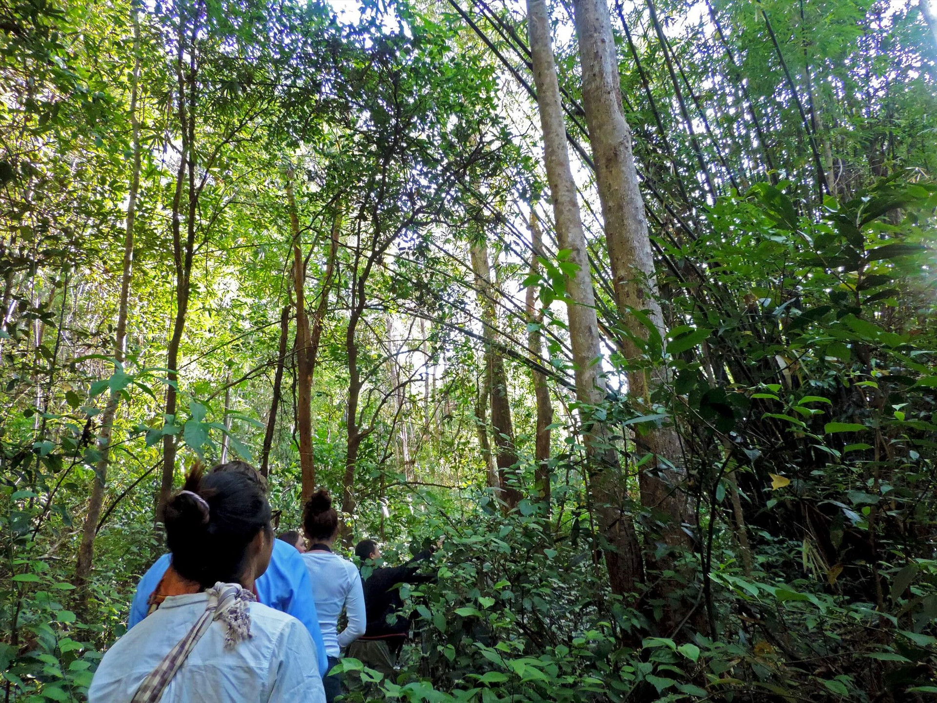 Khám phá một khu rừng tại Campuchia. Ảnh: visafirst
