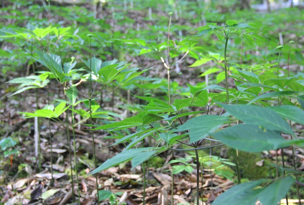 Ngoc Linh ginseng under a primeval forest canopy