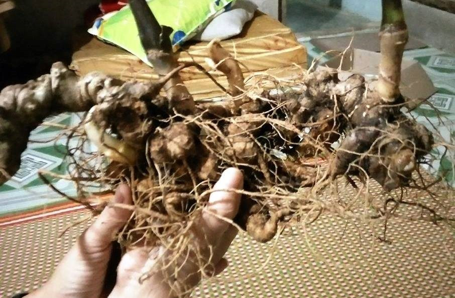 Ngoc Linh ginseng root