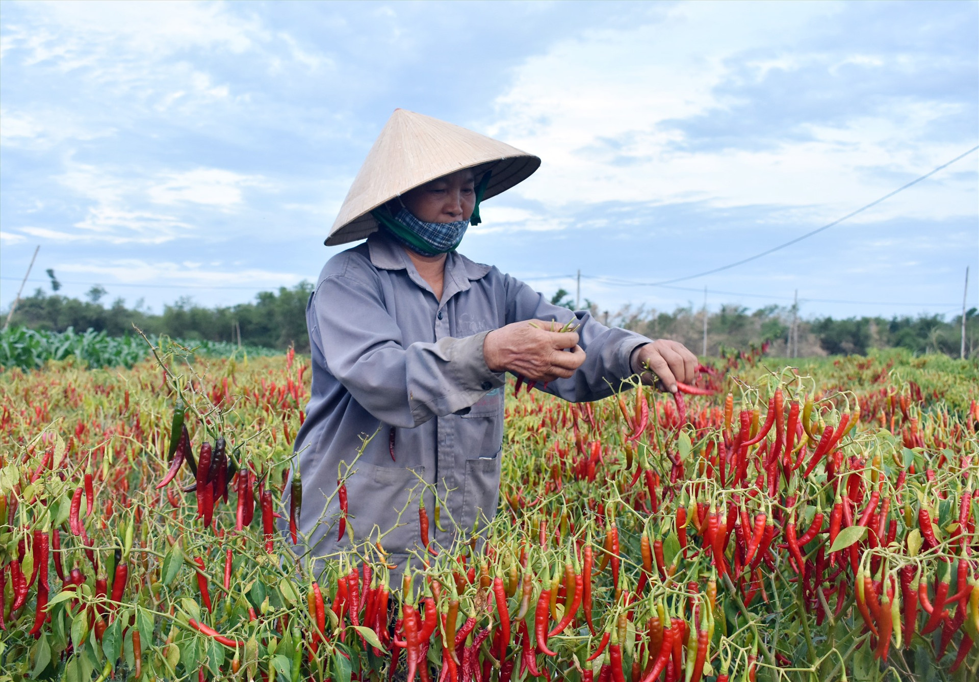 Sản xuất nông nghiệp theo hướng hàng hóa sẽ là hướng đi mới của Điện Bàn trong những năm tới. Ảnh: V.L
