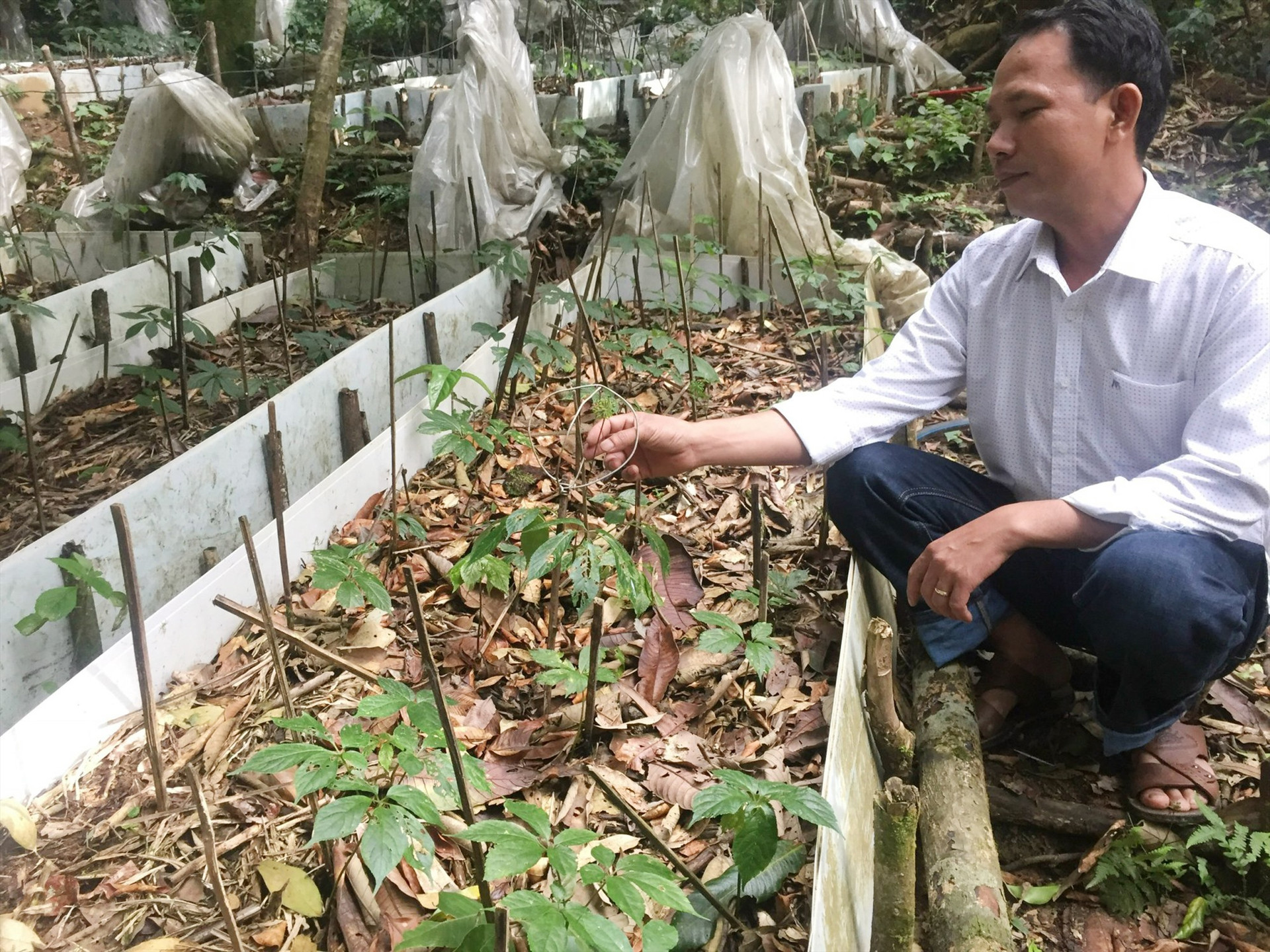 Người dân trồng sâm Ngọc Linh tại huyện Nam Trà My. Ảnh: H.QUANG