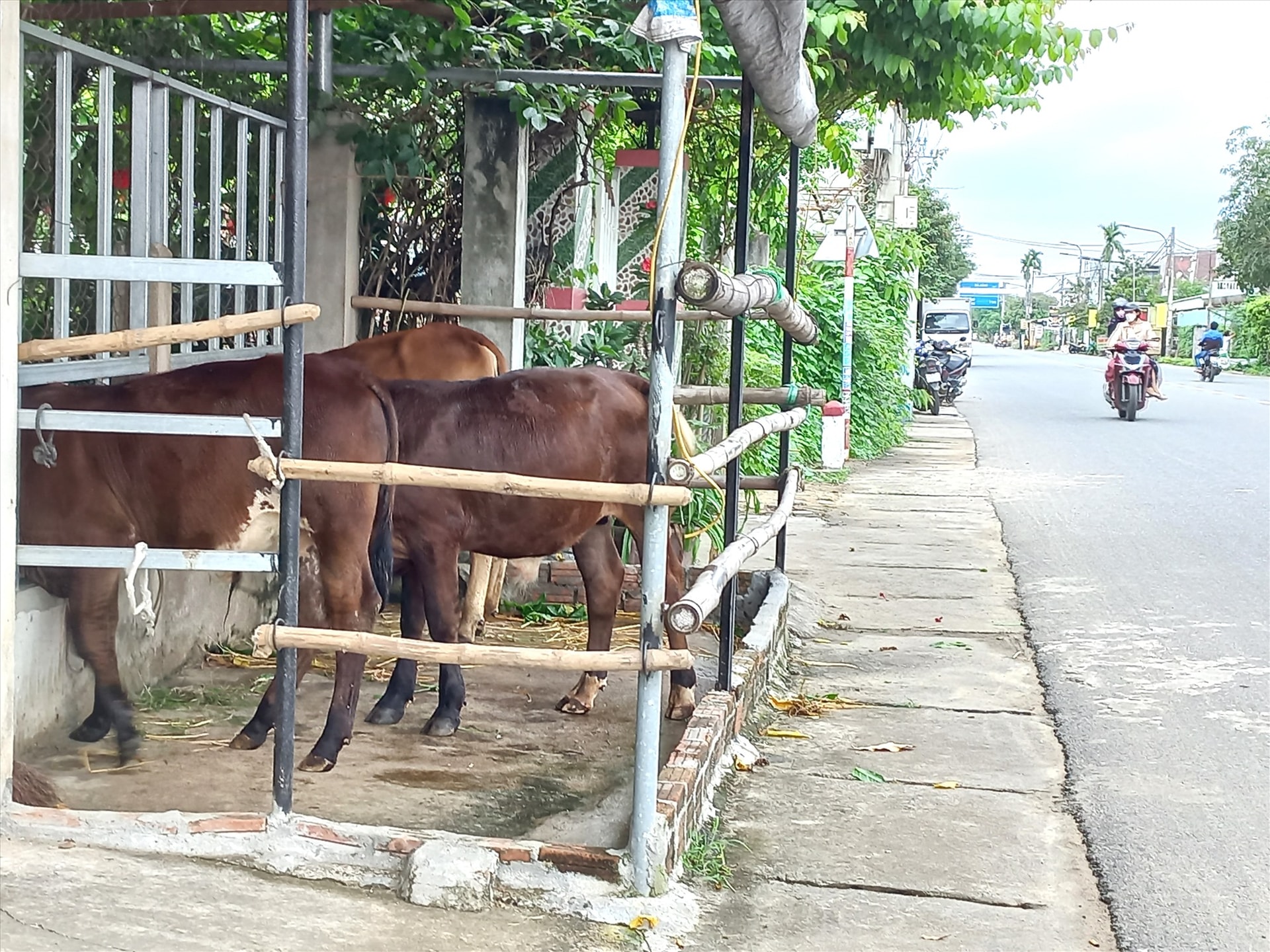 Làm chuồng nhốt bò trên mương thoát nước, trong hành lang ATGT tuyến ĐT609 đoạn qua làng Cẩm Văn, xã Điện Hồng (Điện Bàn). Ảnh: K.K