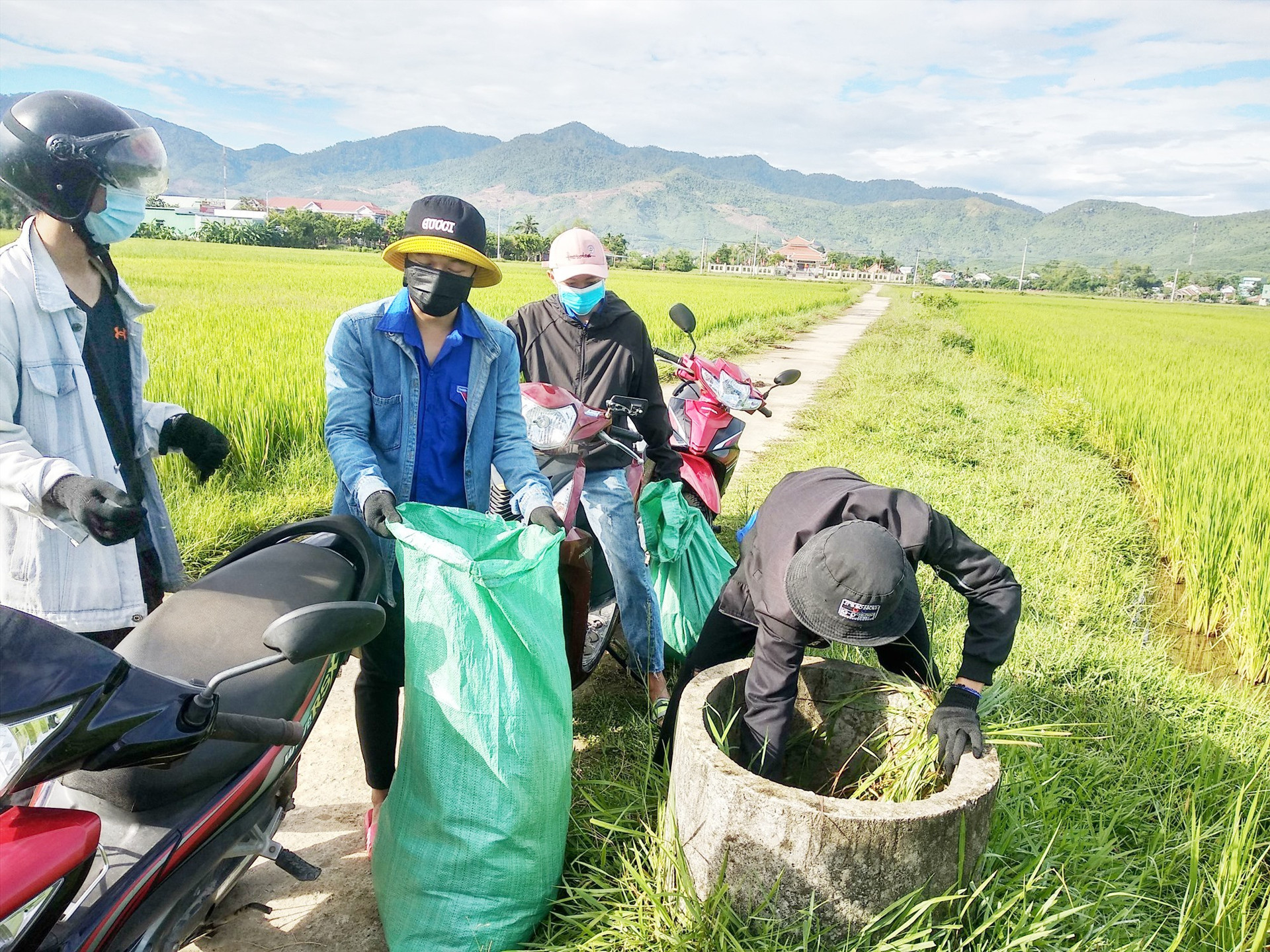 Đoàn viên thanh niên xã Sơn Viên (Nông Sơn) thường xuyên tổ chức thu gom rác thải nông nghiệp trên các cánh đồng. Ảnh: L.T