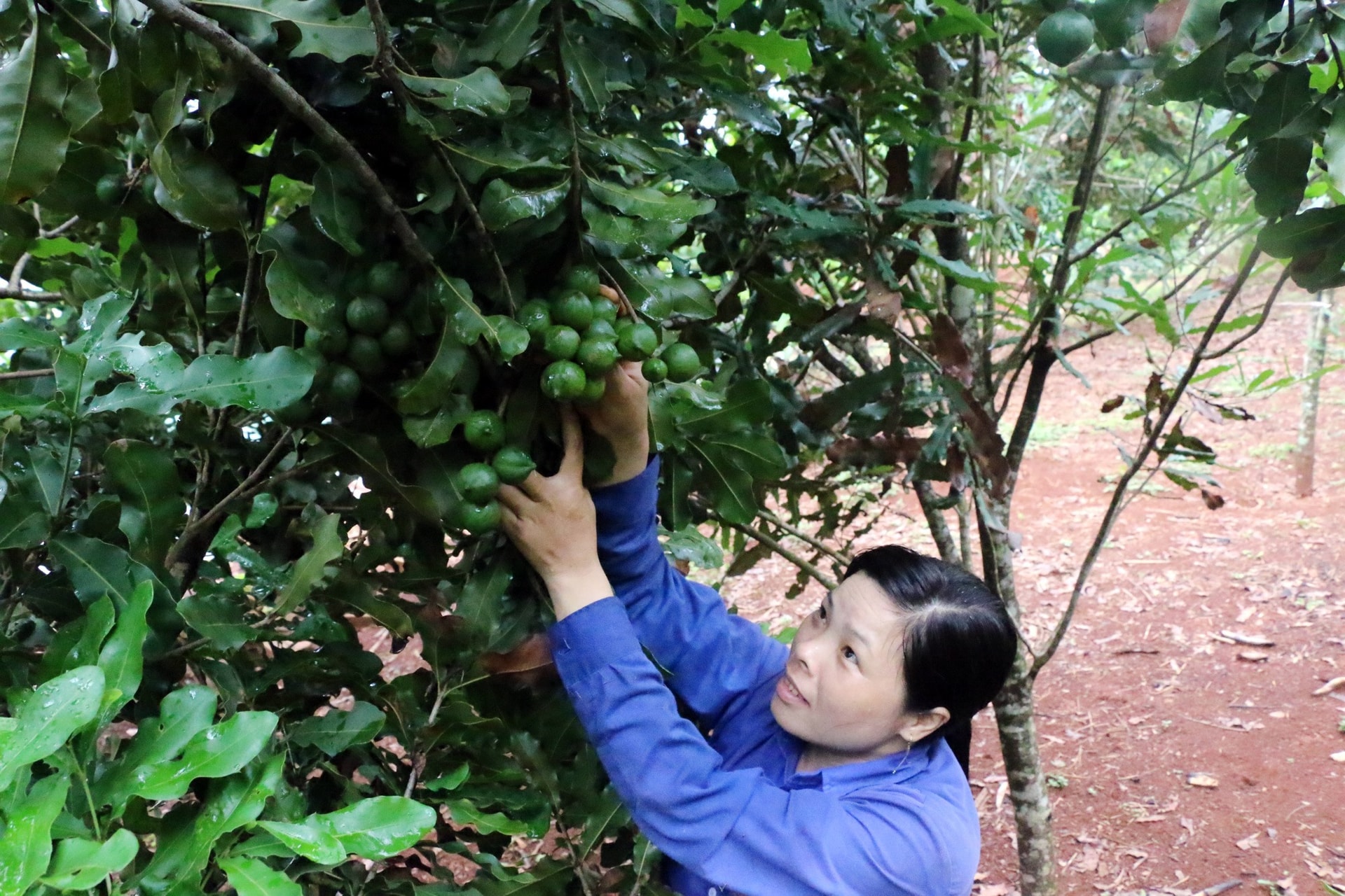 Cây mắc ca được trồng khá thành công, đem lại hiệu quả kinh tế cao ở các tỉnh Tây Nguyên. Ảnh: HƯNG NGUYÊN