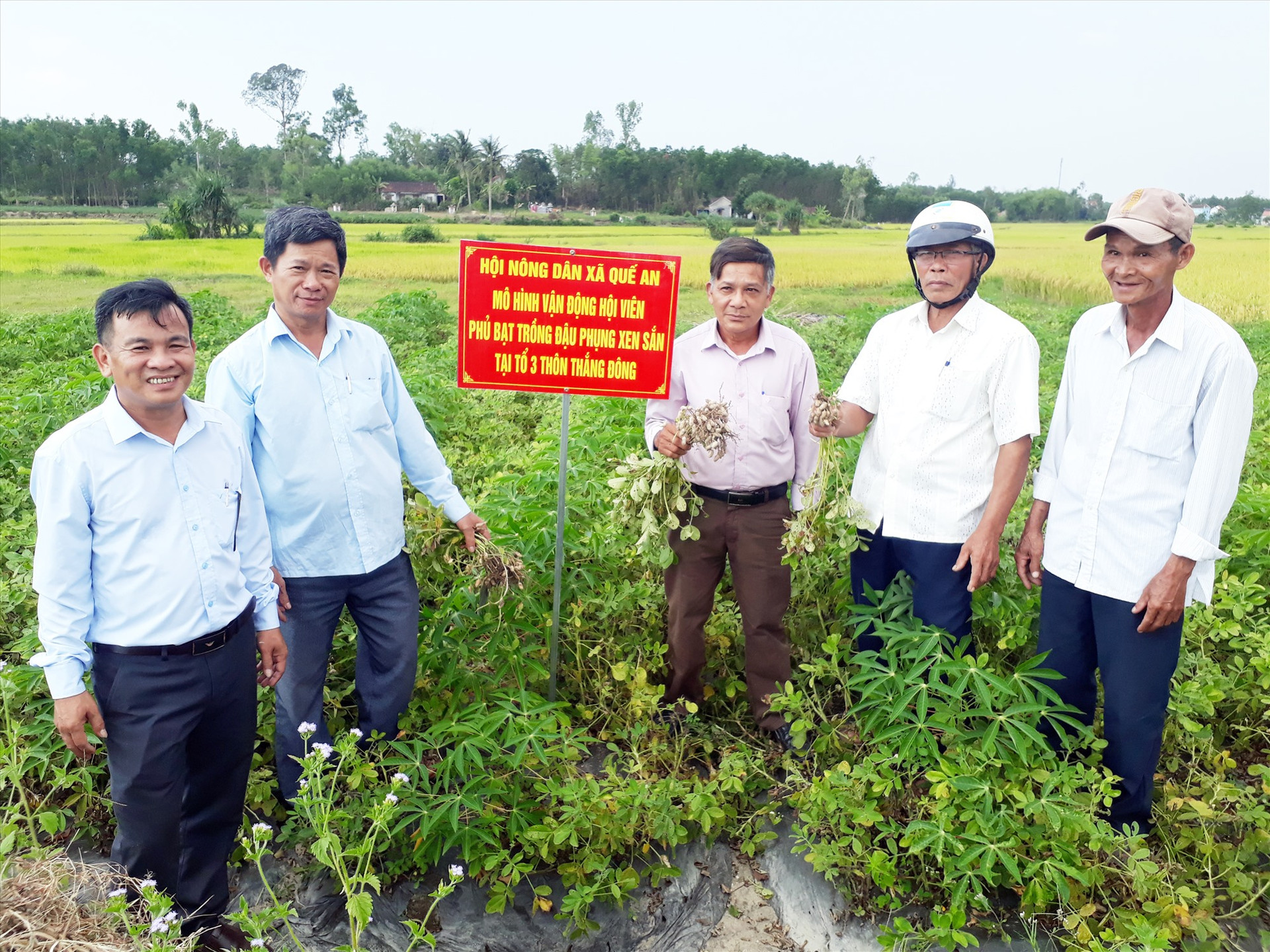 Mô hình trồng đậu phụng phủ bạt ở xã Quế An cho hiệu quả kinh tế cao. Ảnh: T.P