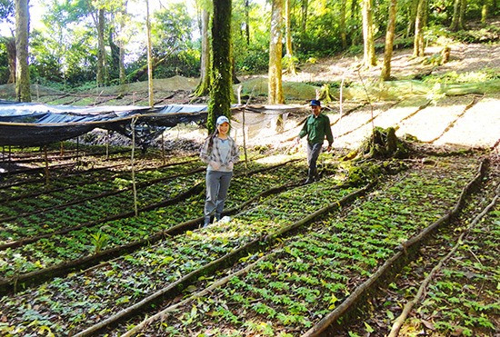 Ngoc Linh ginseng seedlings in Nam Tra My