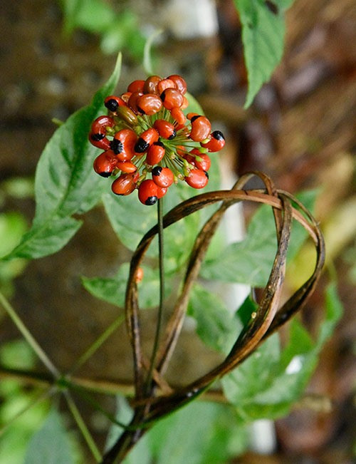 Ngoc Linh ginseng seeds