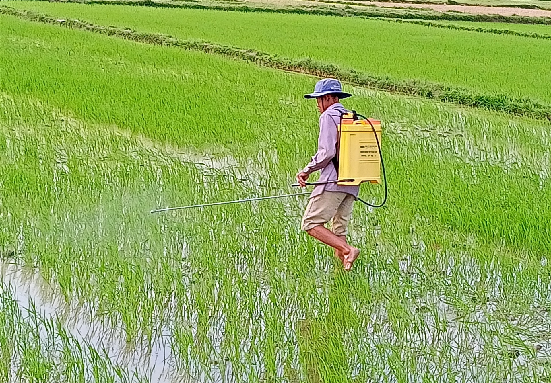 Ra quân phòng trừ sâu bệnh bảo vệ lúa. Ảnh: VĂN PHIN