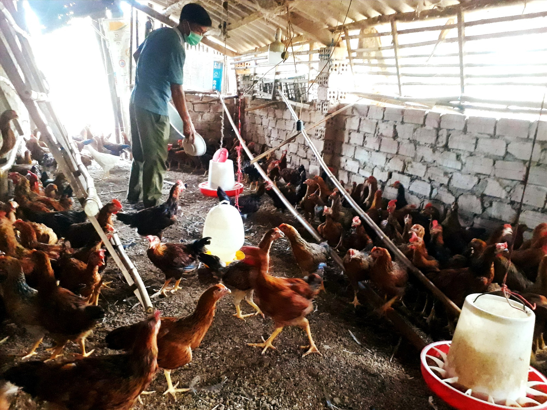 Thời gian gần đây, người dân nhiều địa phương của tỉnh đầu tư phát triển mạnh mô hình chăn nuôi gà với số lượng vừa và lớn.    Ảnh: M.N