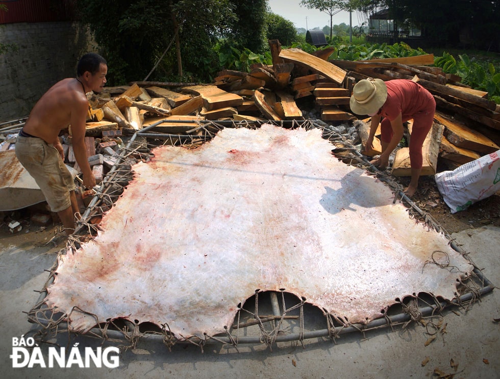 Làm sạch và căng da trâu.