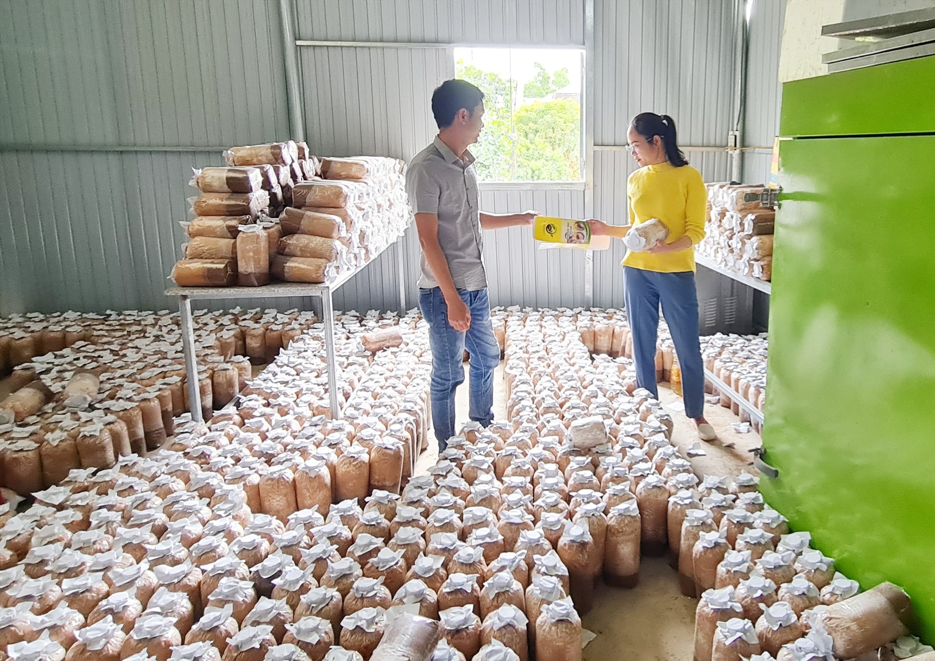 Thien’s oyster mushroom plant