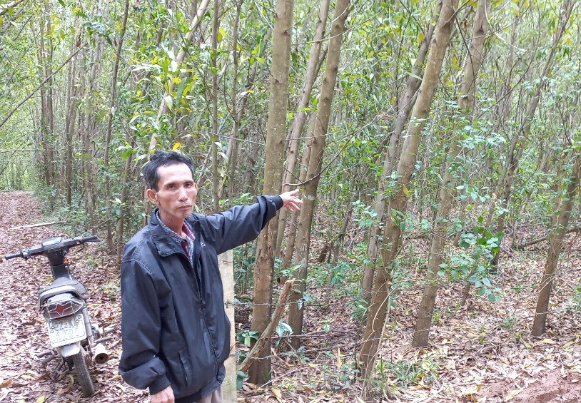 Diện tích đất ở và nhà ở của hộ ông Nguyễn Ái đang bị hộ dân khác trồng keo lá tràm. Ảnh: VIỆT NGUYỄN