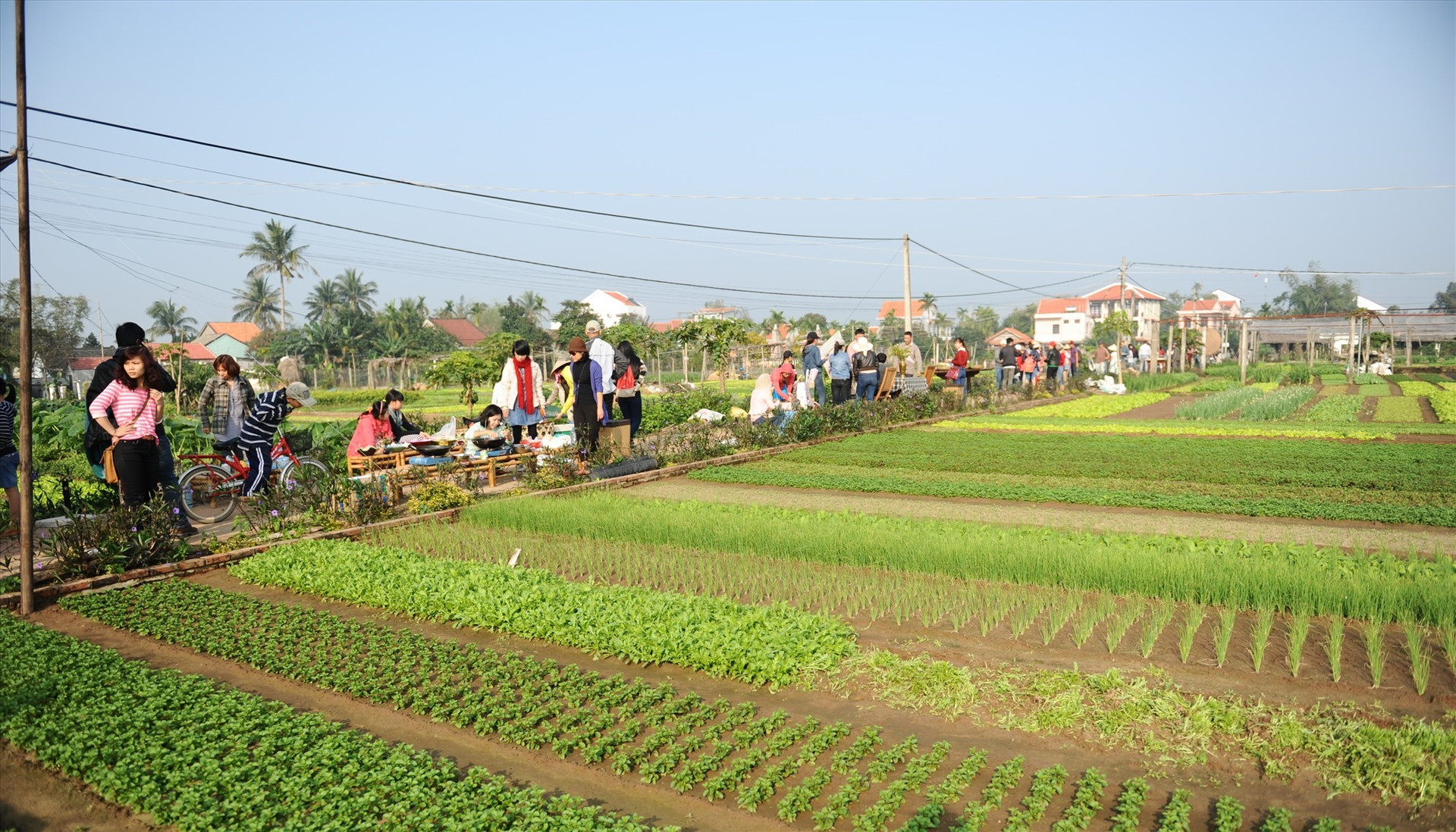 A green tourism site in Hoi An