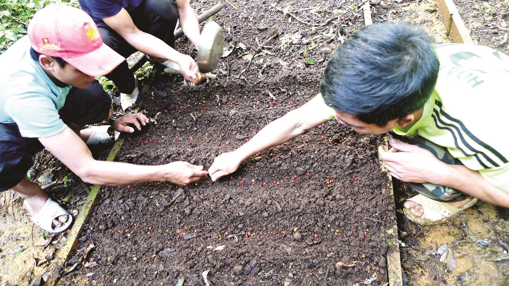 Gieo hạt sâm Ngọc Linh tại vùng trồng sâm Trà Linh, Nam Trà My.