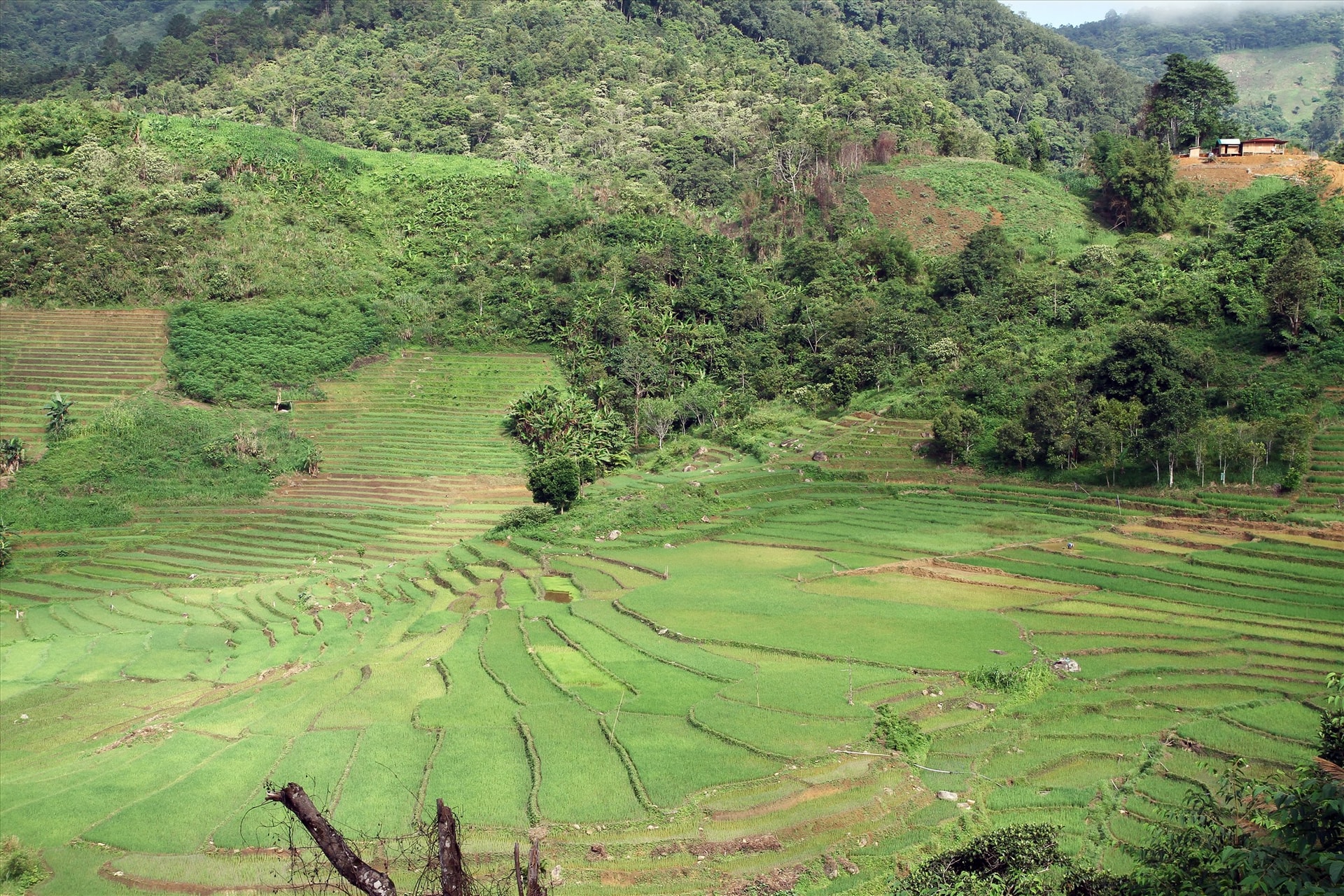 Ruộng bậc thang nơi vùng cao phía tây xứ Quảng. Ảnh: T.C