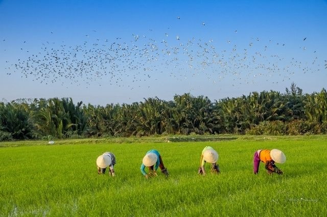 Làm đồng. Ảnh: Lê Trọng Khang