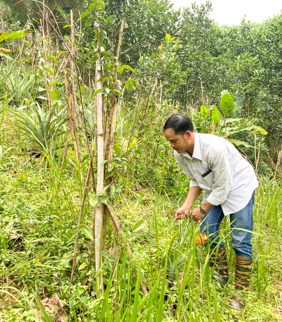 Ông Bnướch Ngan (thôn A Duông, thị trấn Prao) vay vốn để trồng cây quế trên vườn đồi của gia đình. Ảnh: CT