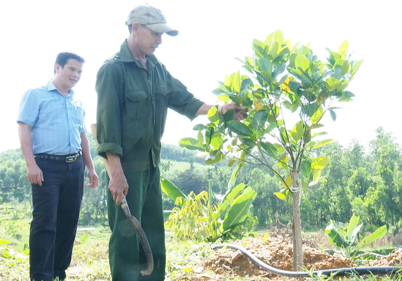 Mô hình trồng cây ăn quả, chăn nuôi heo, thả cá của gia đình anh Nguyễn Anh bước đầu cho thu nhập ổn định. Ảnh: HOÀNG HƯNG